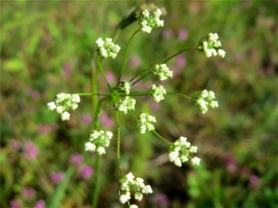 Kleine Bibernelle (Pimpinella saxifraga) im Schwetzinger Hardt - an der Bahnstrecke Mannheim-Karlsruhe findet sich ein kleines Sandmagerrasen-Biotop mit typischer Binnendünen-Vegetation