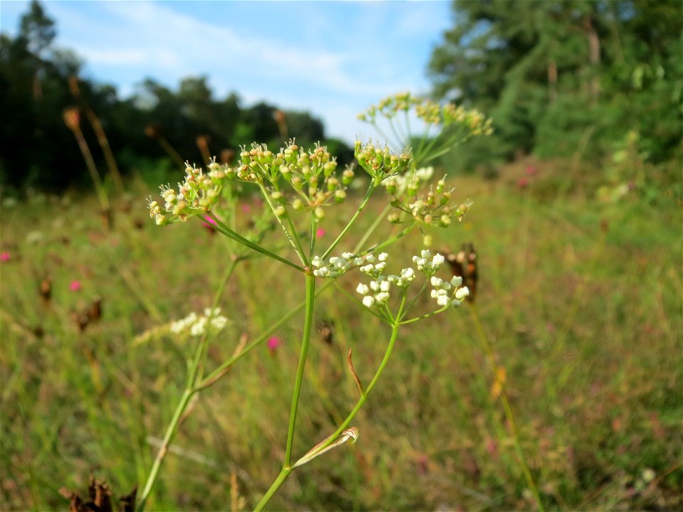 Kleine Bibernelle (Pimpinella saxifraga) im Schwetzinger Hardt - an der Bahnstrecke Mannheim-Karlsruhe findet sich ein kleines Sandmagerrasen-Biotop mit typischer Binnendünen-Vegetation