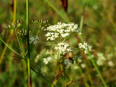 Kleine Bibernelle (Pimpinella saxifraga) im Schwetzinger Hardt - an der Bahnstrecke Mannheim-Karlsruhe findet sich ein kleines Sandmagerrasen-Biotop mit typischer Binnendünen-Vegetation