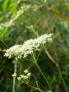 Kleine Bibernelle (Pimpinella saxifraga) im Schwetzinger Hardt - an der Bahnstrecke Mannheim-Karlsruhe findet sich ein kleines Sandmagerrasen-Biotop mit typischer Binnendünen-Vegetation