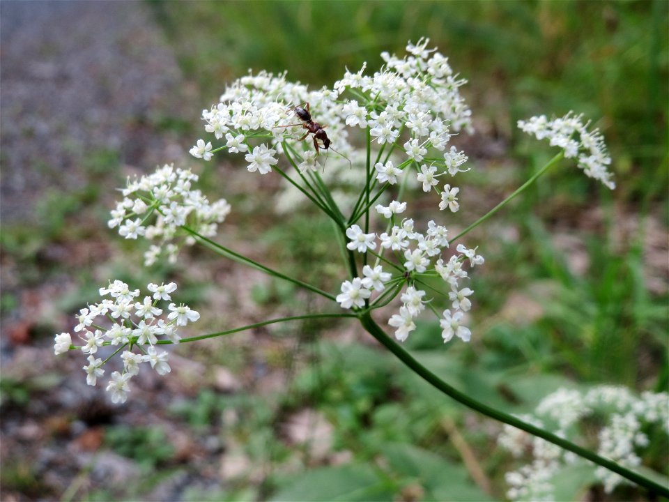Kleine Bibernelle (Pimpinella saxifraga) im Schwetzinger Hardt