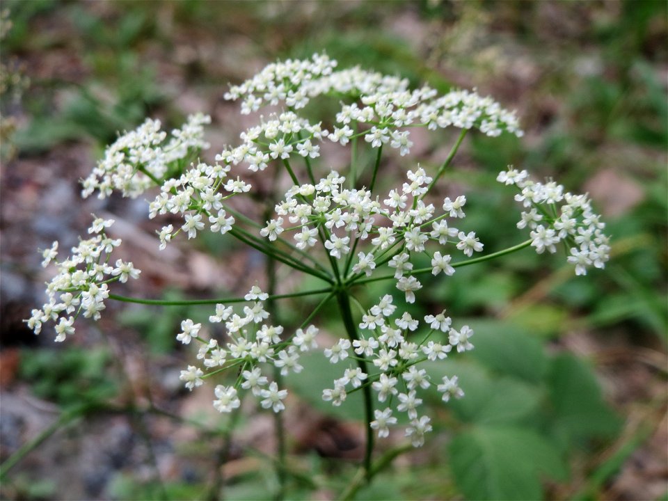Kleine Bibernelle (Pimpinella saxifraga) im Schwetzinger Hardt