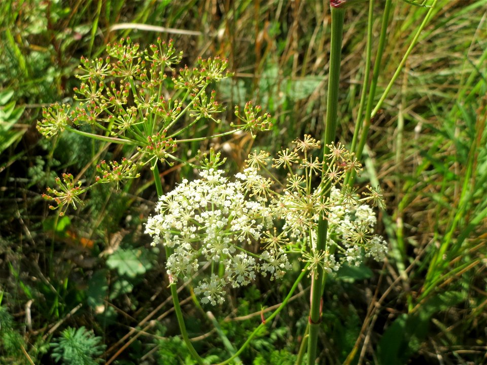 Kleine Bibernelle (Pimpinella saxifraga) im Schwetzinger Hardt - an der Bahnstrecke zwischen Hockenheim und Oftersheim findet sich eine bemerkenswerte Sand-Trockenrasen-Vegetation