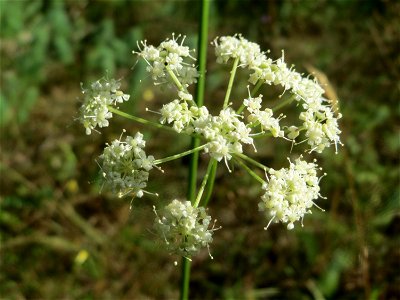 Kleine Bibernelle (Pimpinella saxifraga) im Schwetzinger Hardt - an der Bahnstrecke zwischen Hockenheim und Oftersheim findet sich eine bemerkenswerte Sand-Trockenrasen-Vegetation