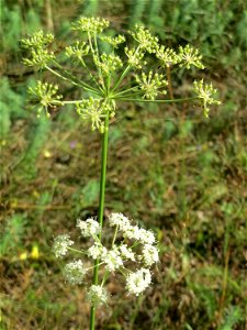 Kleine Bibernelle (Pimpinella saxifraga) im Schwetzinger Hardt - an der Bahnstrecke zwischen Hockenheim und Oftersheim findet sich eine bemerkenswerte Sand-Trockenrasen-Vegetation