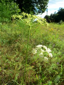 Kleine Bibernelle (Pimpinella saxifraga) im Schwetzinger Hardt - an der Bahnstrecke zwischen Hockenheim und Oftersheim findet sich eine bemerkenswerte Sand-Trockenrasen-Vegetation