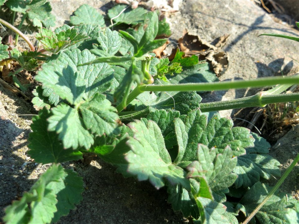 Kleine Bibernelle (Pimpinella saxifraga) am Rhein bei Altlußheim