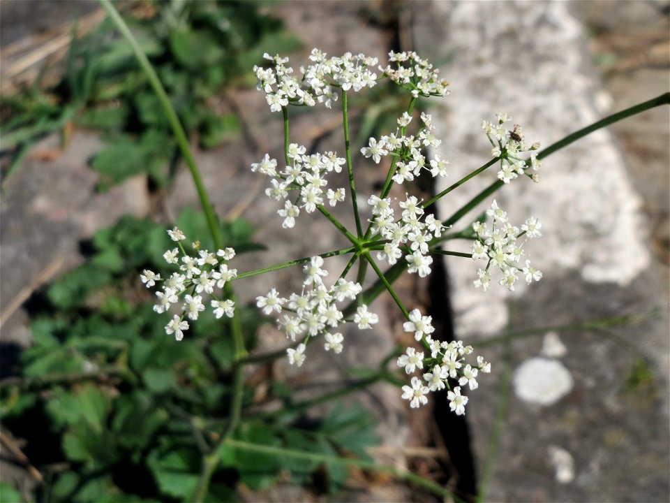 Kleine Bibernelle (Pimpinella saxifraga) am Rhein bei Altlußheim