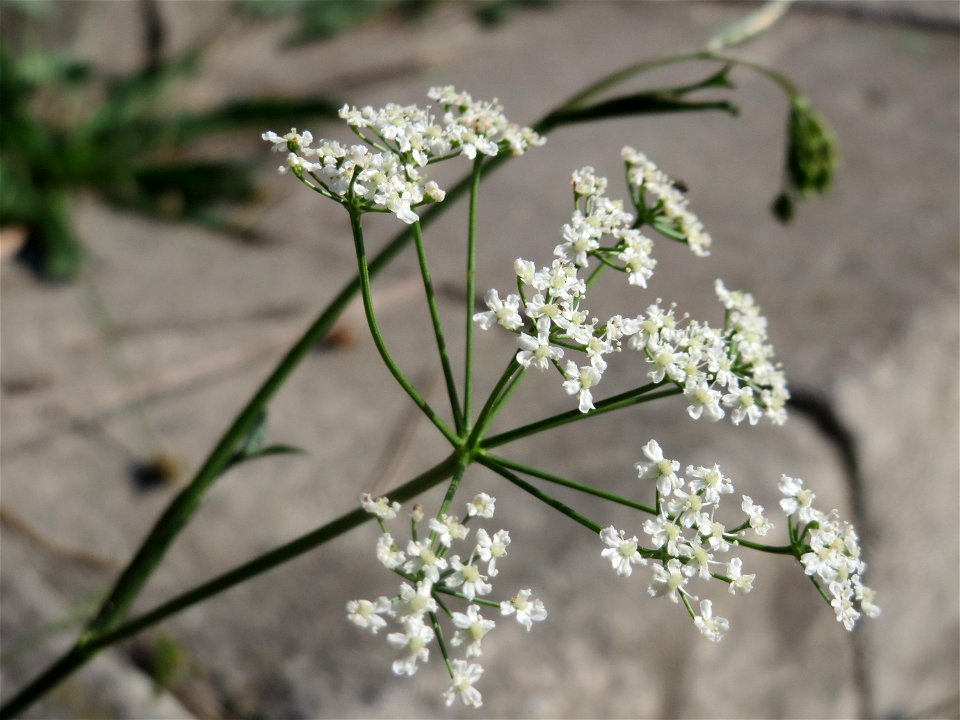 Kleine Bibernelle (Pimpinella saxifraga) am Rhein bei Altlußheim