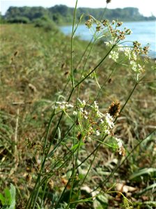 Kleine Bibernelle (Pimpinella saxifraga) - Die mit Steinplatten befestigte Uferböschung am Rhein bei Altlußheim hat eine besondere Vegetation mit z.T. seltenen Pflanzen