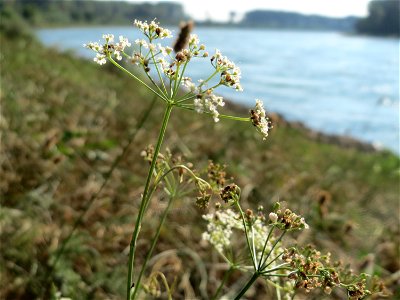 Kleine Bibernelle (Pimpinella saxifraga) - Die mit Steinplatten befestigte Uferböschung am Rhein bei Altlußheim hat eine besondere Vegetation mit z.T. seltenen Pflanzen