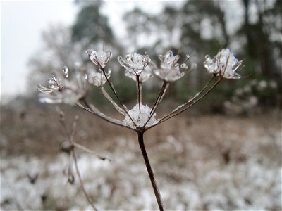 Kleine Bibernelle (Pimpinella saxifraga) im Schwetzinger Hardt - an der Bahnstrecke Mannheim-Karlsruhe findet sich ein kleines Sandmagerrasen-Biotop mit typischer Binnendünen-Vegetation