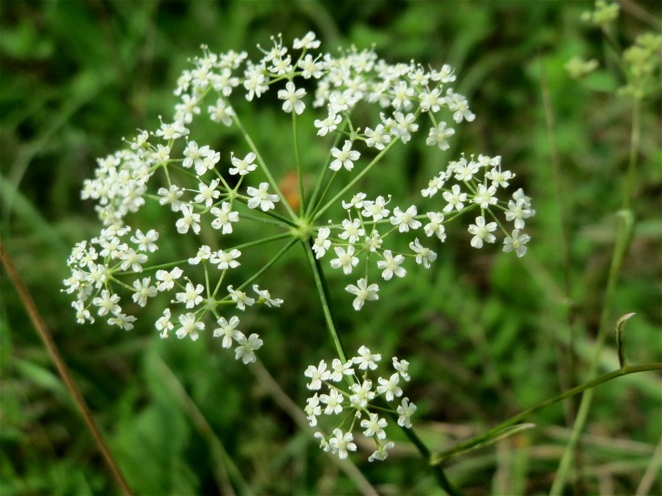 Kleine Bibernelle (Pimpinella saxifraga) auf einem besonderen Biotop bei Nußloch (bez. bei LUBW "Magerrasen und Gehölze sö. Nußloch - Links am Baiertalerweg", kein Naturschutzgebiet)