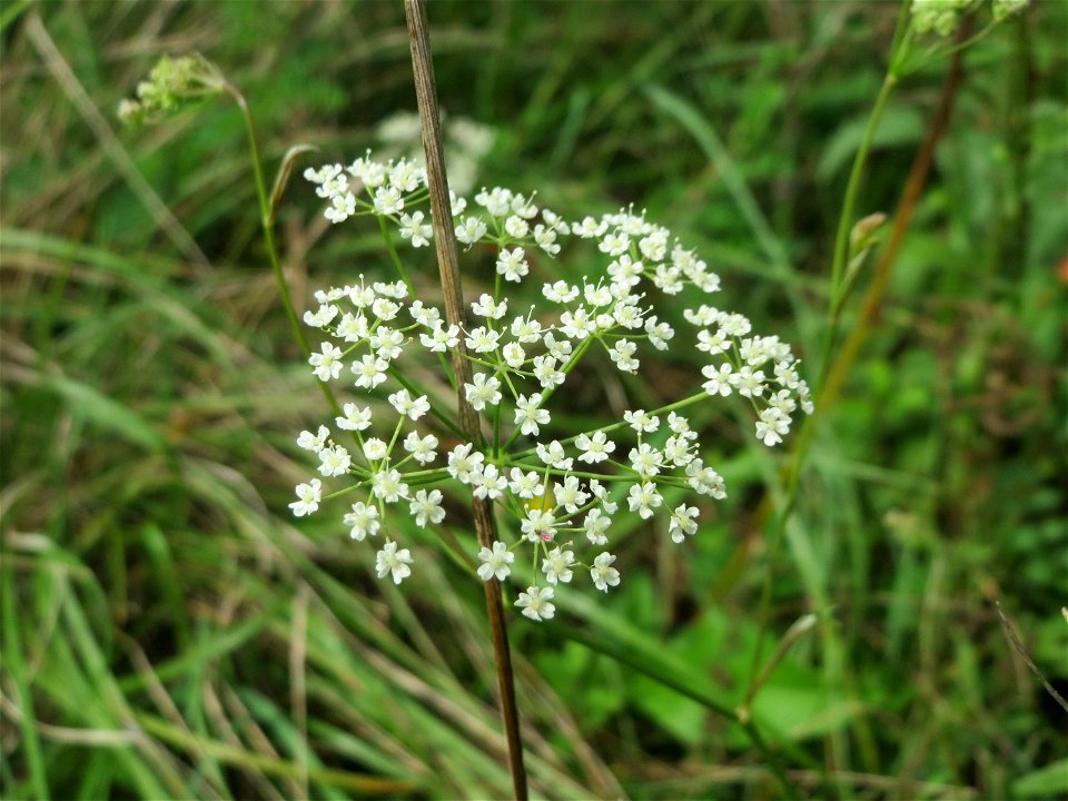 Kleine Bibernelle (Pimpinella saxifraga) auf einem besonderen Biotop bei Nußloch (bez. bei LUBW "Magerrasen und Gehölze sö. Nußloch - Links am Baiertalerweg", kein Naturschutzgebiet)