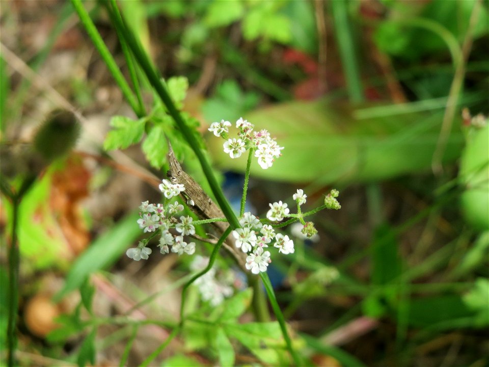 Kleine Bibernelle (Pimpinella saxifraga) in der Schwetzinger Hardt