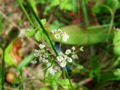Kleine Bibernelle (Pimpinella saxifraga) in der Schwetzinger Hardt