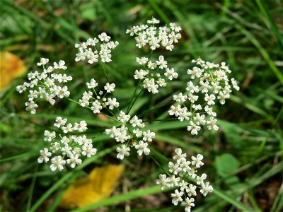 Kleine Bibernelle (Pimpinella saxifraga) in der Schwetzinger Hardt