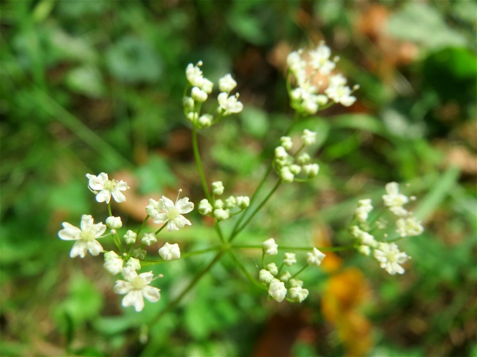 Kleine Bibernelle (Pimpinella saxifraga) in der Schwetzinger Hardt
