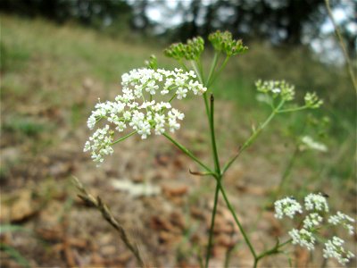 Kleine Bibernelle (Pimpinella saxifraga) bei Kennfus