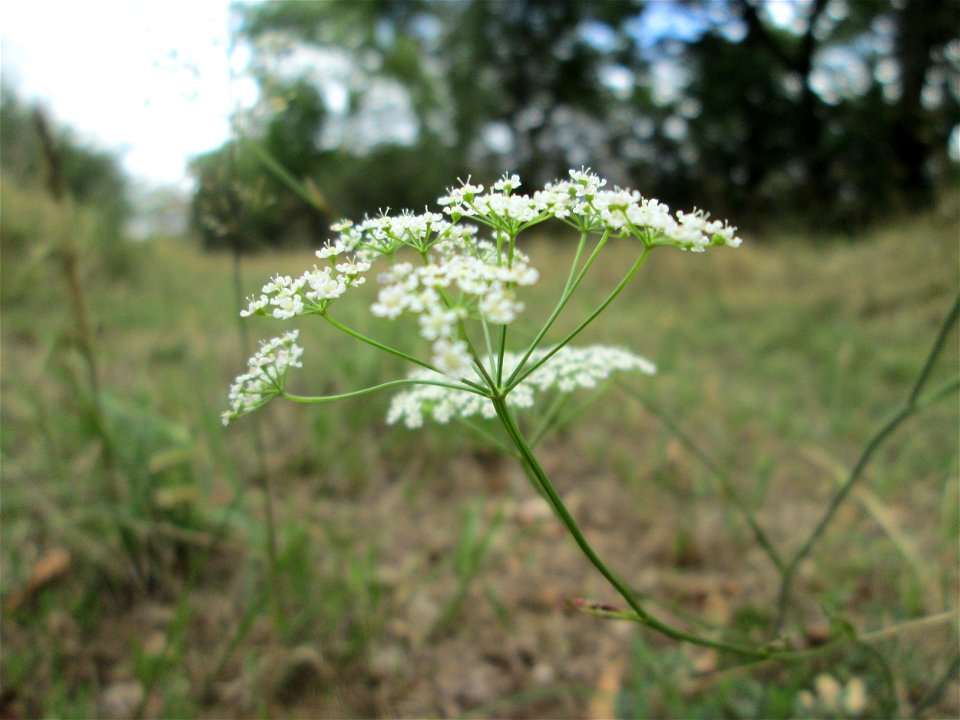 Kleine Bibernelle (Pimpinella saxifraga) bei Kennfus