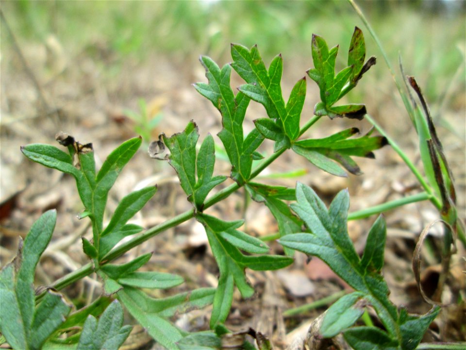 Kleine Bibernelle (Pimpinella saxifraga) bei Kennfus