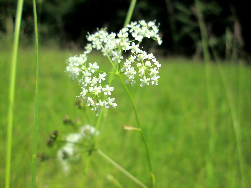 Kleine Bibernelle (Pimpinella saxifraga) im Naturschutzgebiet Wusterhang und Beierwies bei Fechingen