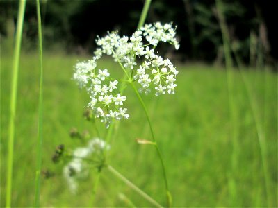 Kleine Bibernelle (Pimpinella saxifraga) im Naturschutzgebiet Wusterhang und Beierwies bei Fechingen photo