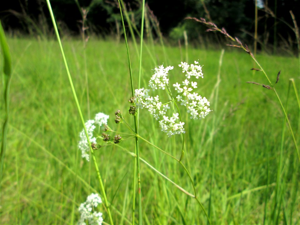 Kleine Bibernelle (Pimpinella saxifraga) im Naturschutzgebiet Wusterhang und Beierwies bei Fechingen