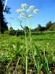 Kleine Bibernelle (Pimpinella saxifraga) im Almet in Sankt Arnual