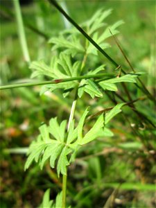 Kleine Bibernelle (Pimpinella saxifraga) im Almet in Sankt Arnual