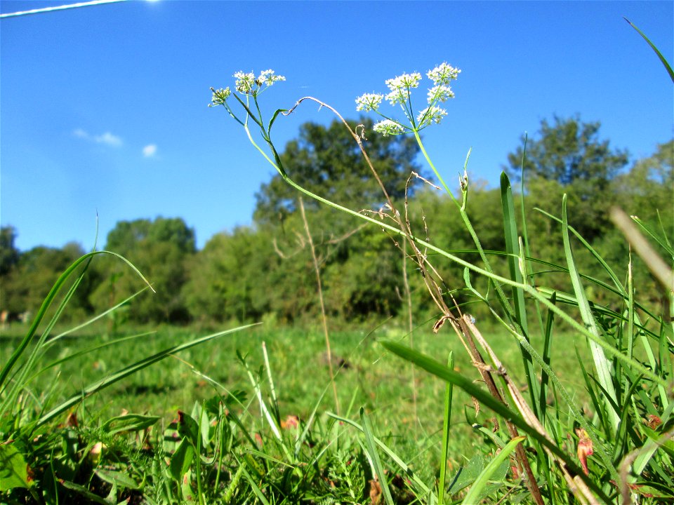 Kleine Bibernelle (Pimpinella saxifraga) im Almet in Sankt Arnual