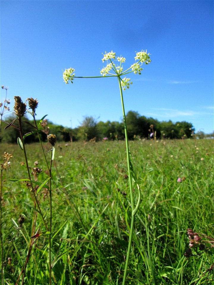 Kleine Bibernelle (Pimpinella saxifraga) auf einer Streuobstwiese bei Bischmisheim