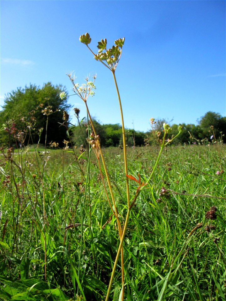 Kleine Bibernelle (Pimpinella saxifraga) auf einer Streuobstwiese bei Bischmisheim