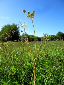 Kleine Bibernelle (Pimpinella saxifraga) auf einer Streuobstwiese bei Bischmisheim photo