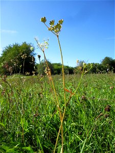 Kleine Bibernelle (Pimpinella saxifraga) auf einer Streuobstwiese bei Bischmisheim