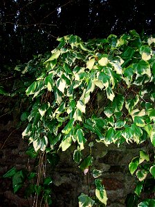 Persian Ivy growing at Speir's school, North Ayrshire, Scotland