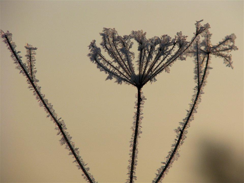 Pimpinella saxifraga in the winter. Russia, Ivanovo Region