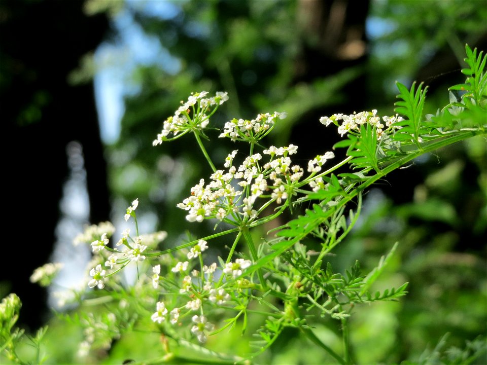 Knolliger Kälberkropf (Chaerophyllum bulbosum) im Hockenheimer Rheinbogen
