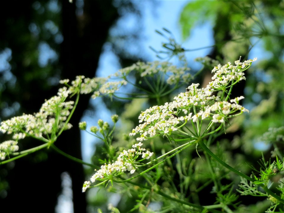 Knolliger Kälberkropf (Chaerophyllum bulbosum) im Hockenheimer Rheinbogen