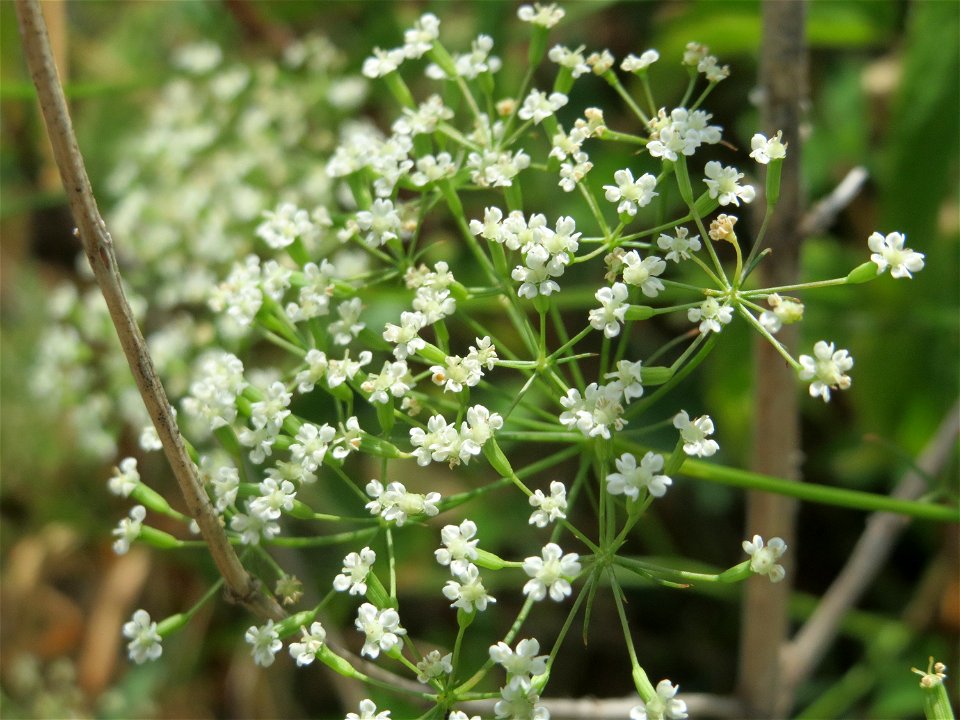 Knolliger Kälberkropf (Chaerophyllum bulbosum) in Hockenheim-Talhaus