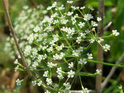 Knolliger Kälberkropf (Chaerophyllum bulbosum) in Hockenheim-Talhaus