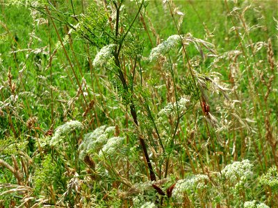 Knolliger Kälberkropf (Chaerophyllum bulbosum) im Landschaftsschutzgebiet Hockenheimer Rheinbogen