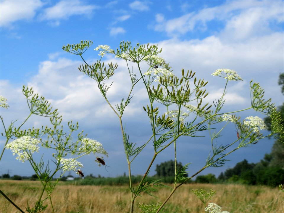 Knolliger Kälberkropf (Chaerophyllum bulbosum) im Landschaftsschutzgebiet Hockenheimer Rheinbogen