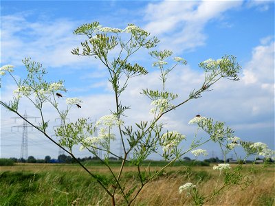 Knolliger Kälberkropf (Chaerophyllum bulbosum) im Landschaftsschutzgebiet Hockenheimer Rheinbogen