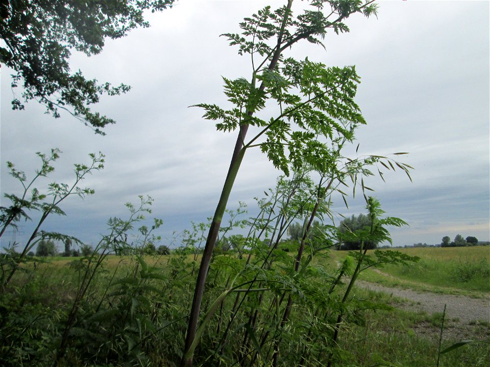 Knolliger Kälberkropf (Chaerophyllum bulbosum) im Landschaftsschutzgebiet „Hockenheimer Rheinbogen“