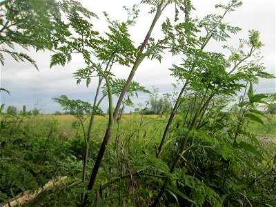 Knolliger Kälberkropf (Chaerophyllum bulbosum) im Landschaftsschutzgebiet „Hockenheimer Rheinbogen“