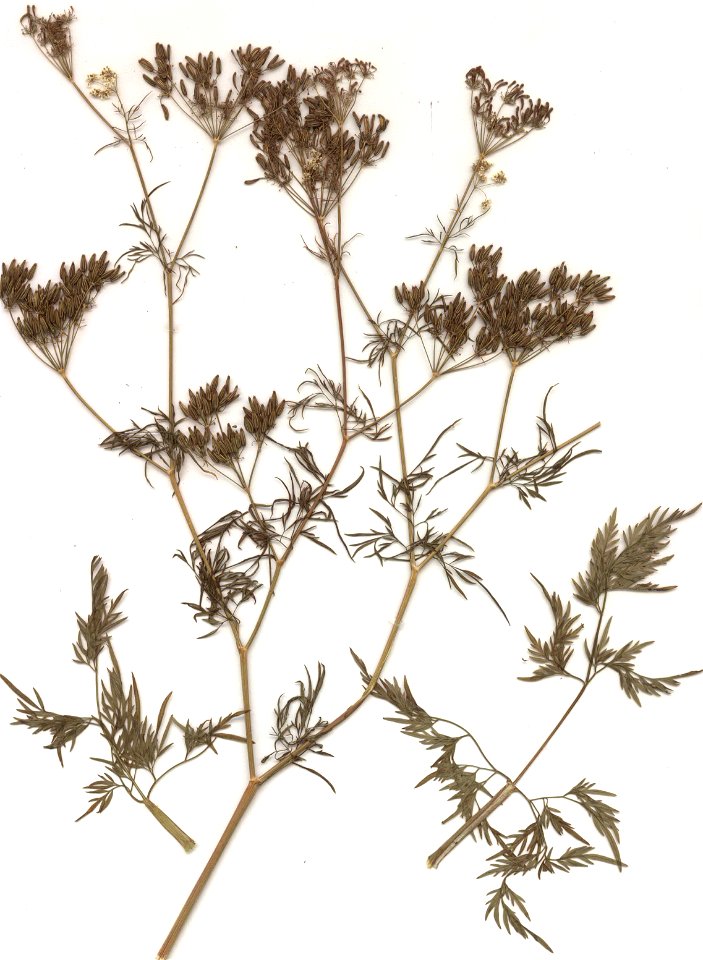 Chaerophyllum bulbosum, eigener Herbarbeleg von 1986, Unterfranken