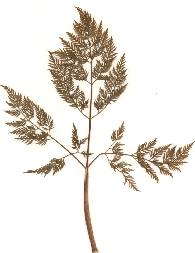 Chaerophyllum bulbosum, Stängelblatt, eigener Herbarbeleg von 1986, Unterfranken