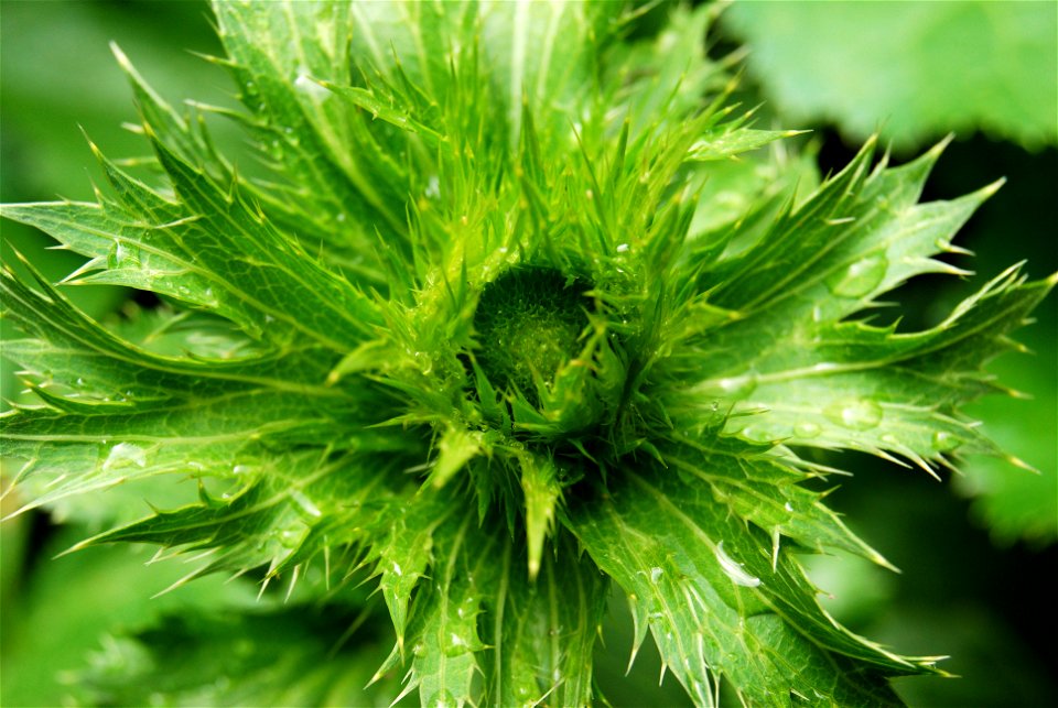Bud of Eryngium Alpinum from a garden in switzerland