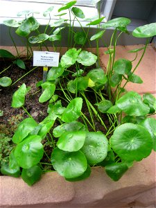 Hydrocotyle bonariensis specimen in the Botanischer Garten, Berlin-Dahlem (Berlin Botanical Garden), Berlin, Germany.